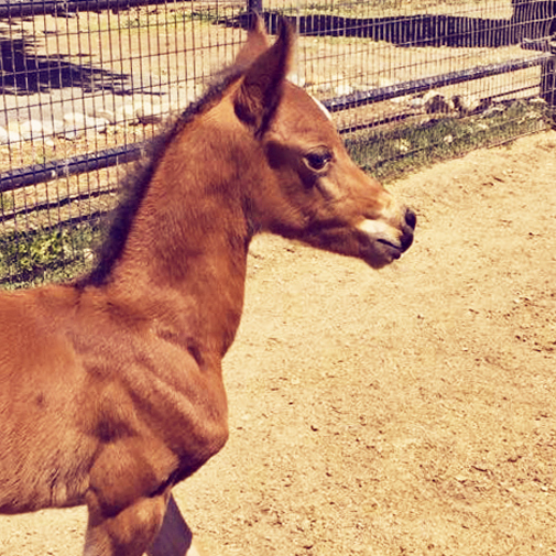 2015 Arabian filly by H Mobility H