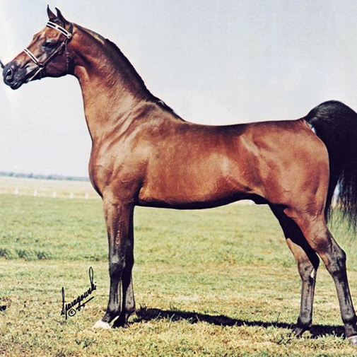 GG Jabask Arabian stallion