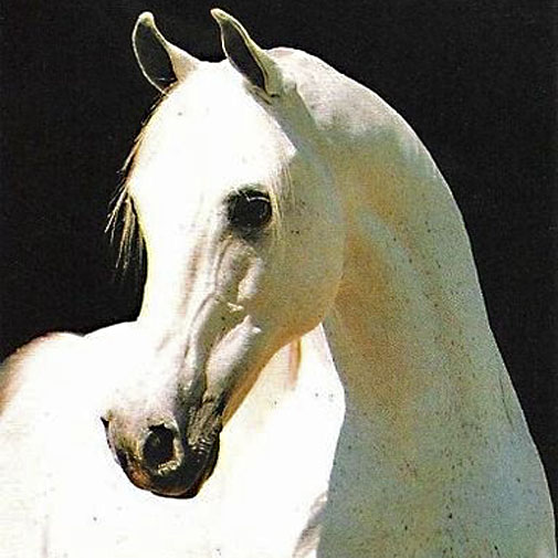 *Karadjordje Arabian stallion
