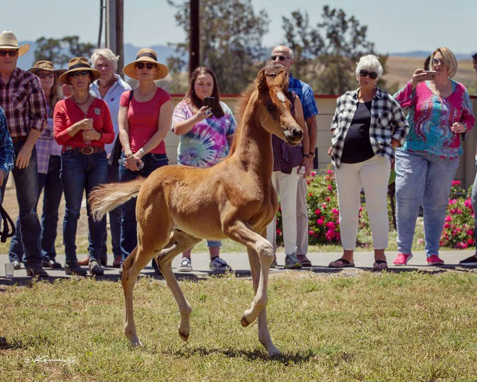 SR Cracklin Thunder at the 2018 Sherman Ranch baby shower and open house