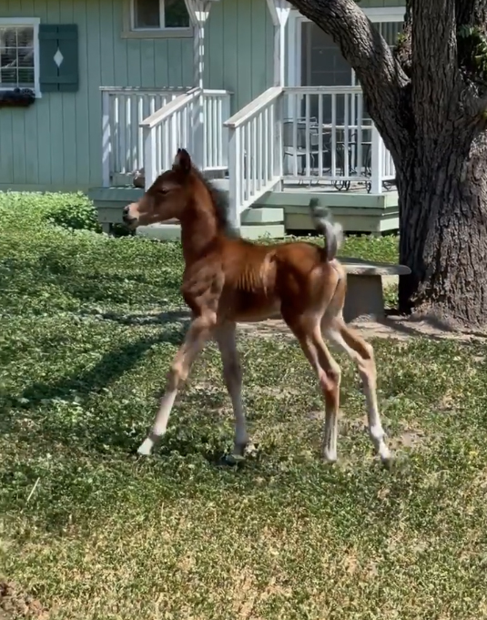2021-filly-prosuasion-twinkle