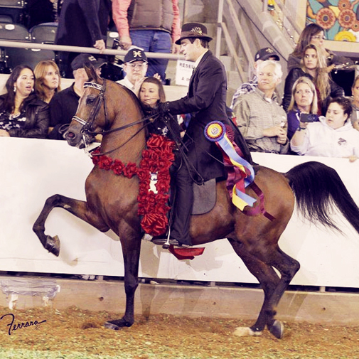 Arabian stallion, Afires Heir (Afire Bey V x Brassmis)