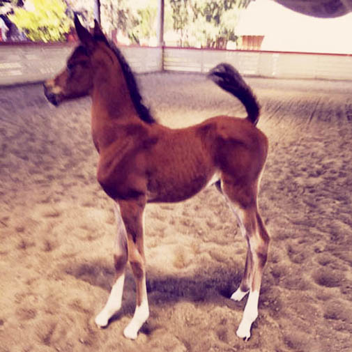 Arabian filly American Sparkle by H Mobility H