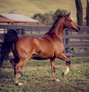 Arabian mare Azzulina by Afire Bey V