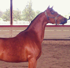 Arabian mare Denica by Afire Bey V