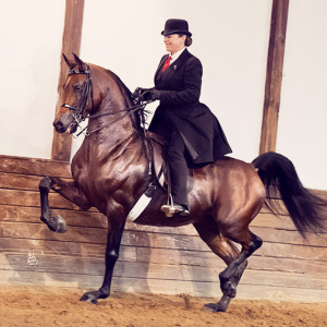 Arabian stallion H Mobility H (MHR Nobility x RY Fire Ghazi)