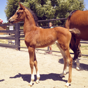 Arabian filly Twinkle Toes S by IXL Noble Express