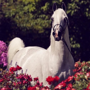 Arabian stallion A Temptation