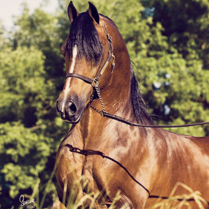 Arabian stallion Afire Bey V