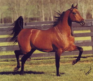 Arabian stallion *Aladdinn