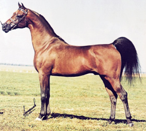 Arabian stallion GG Jabask