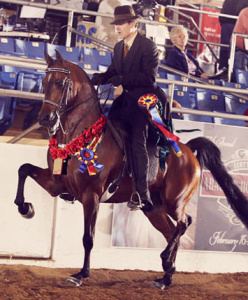 Arabian stallion H Mobility H