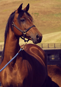 Arabian mare HL Justa Sparkle by The Chief Justice