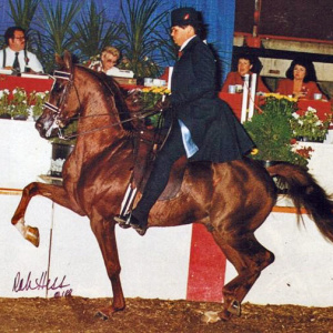 MHR Nobility Arabian stallion