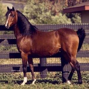 Arabian mare Plenty A Sparkle by Afire Bey V