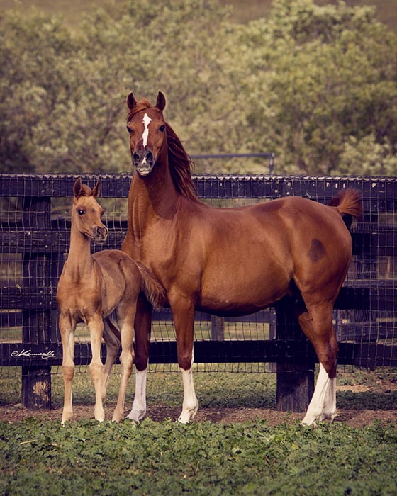 Plumeria S with her 2014 filly, Sunstruck (sired by HA Toskcan Sun).