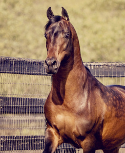 Arabian stallion Presidio CF by Barbary