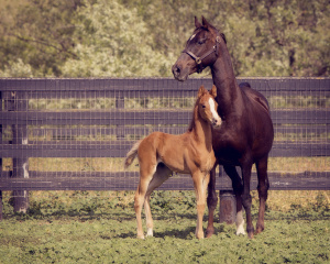 American Saddlebred mare with Half-Arabian foal by Mamage