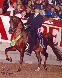 The Winning Guess Arabian stallion