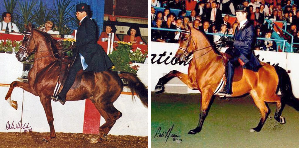 Turn My Way Arabian mare sired by MHR Nobility