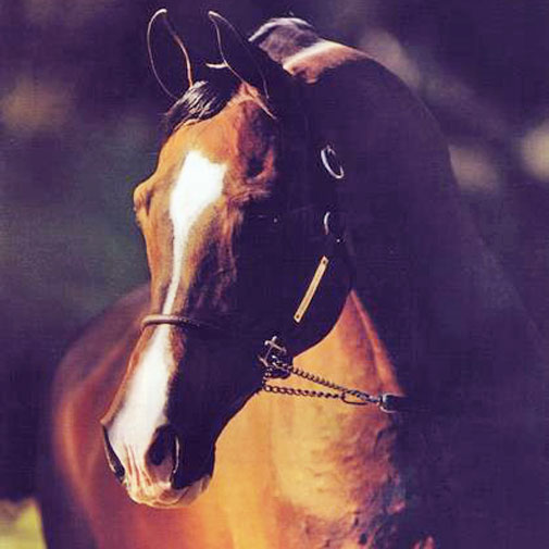 Khemosabi Arabian stallion
