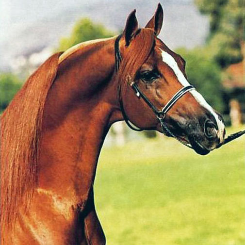 Le Fire Arabian stallion