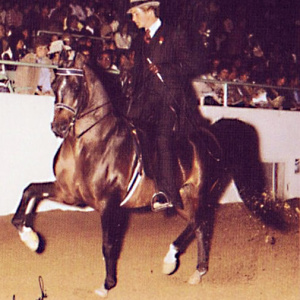 Promotion Arabian stallion