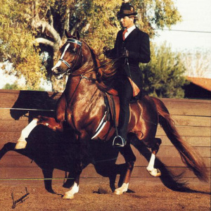Zodiac Matador Arabian stallion