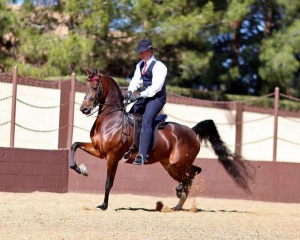 Courtney Love (Nutcracker's Nirvana x Denica by Afire Bey V) 2014 Half-Arabian Bay Mare