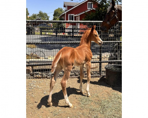 2025 Half-Arabian Chestnut Colt