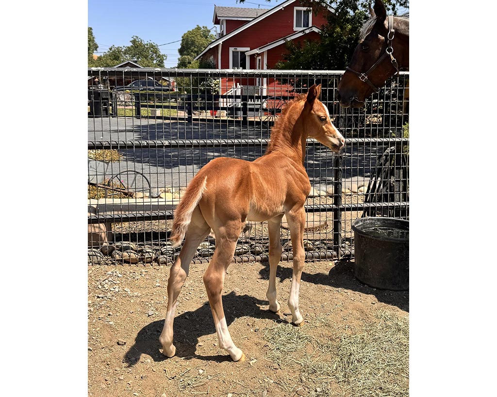 2025 Half-Arabian Chestnut Colt