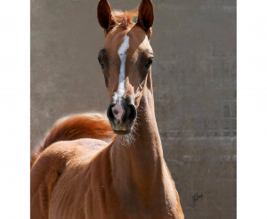 SR Shooting Star (Prosuasion x Twinkle Toes S) 2020 Arabian Filly