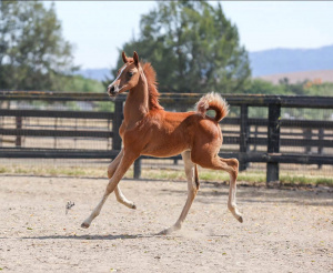 SR Shooting Star (Prosuasion x Twinkle Toes S) 2020 Arabian Filly