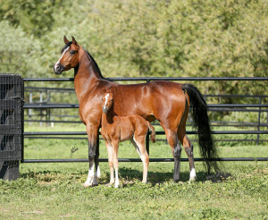 Twinkle Toes S (by IXL Noble Express) and SR Shooting Star (by Prosuasion)