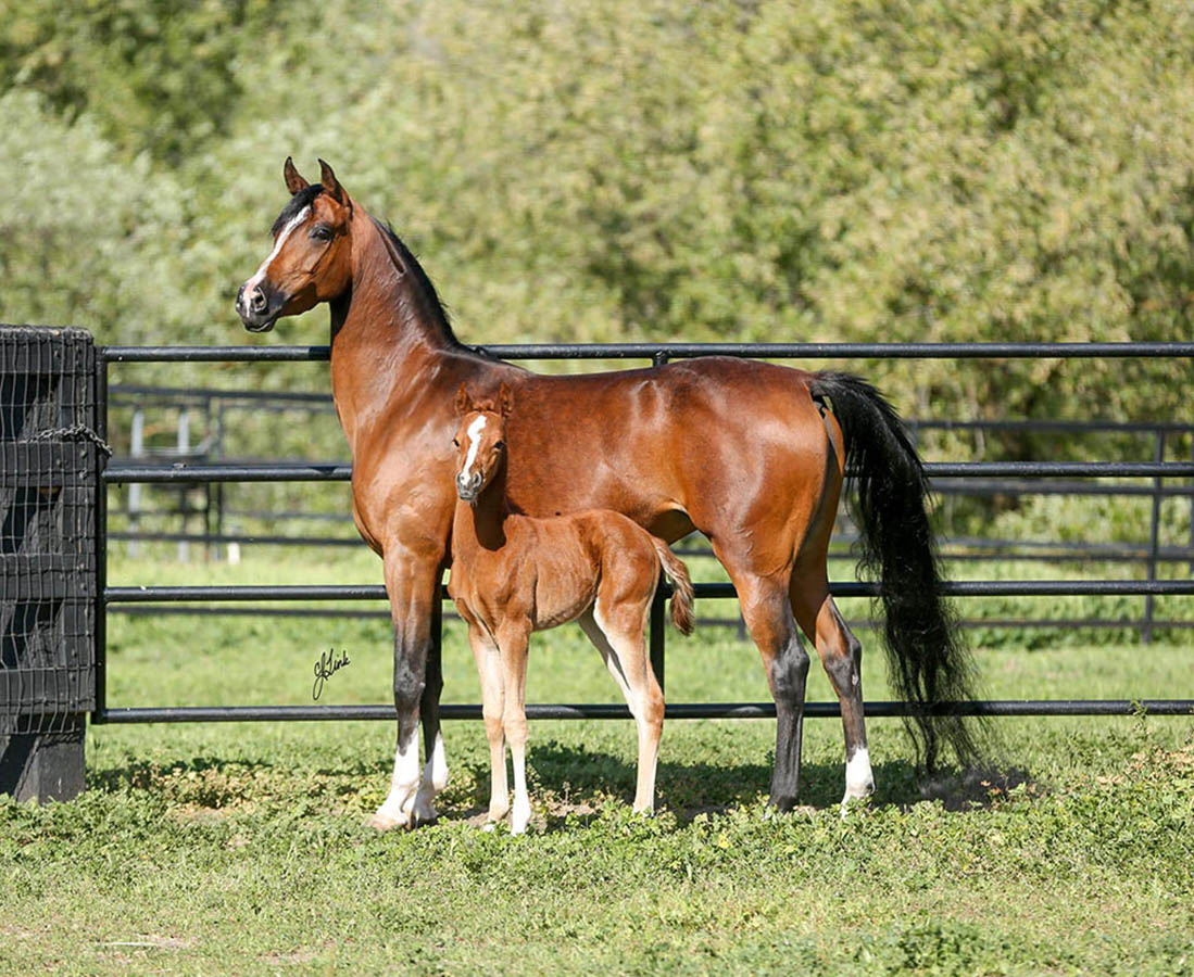 Twinkle Toes S (by IXL Noble Express) and SR Shooting Star (by Prosuasion)