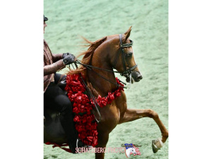 SR Prestigious - 2025 US National Champion