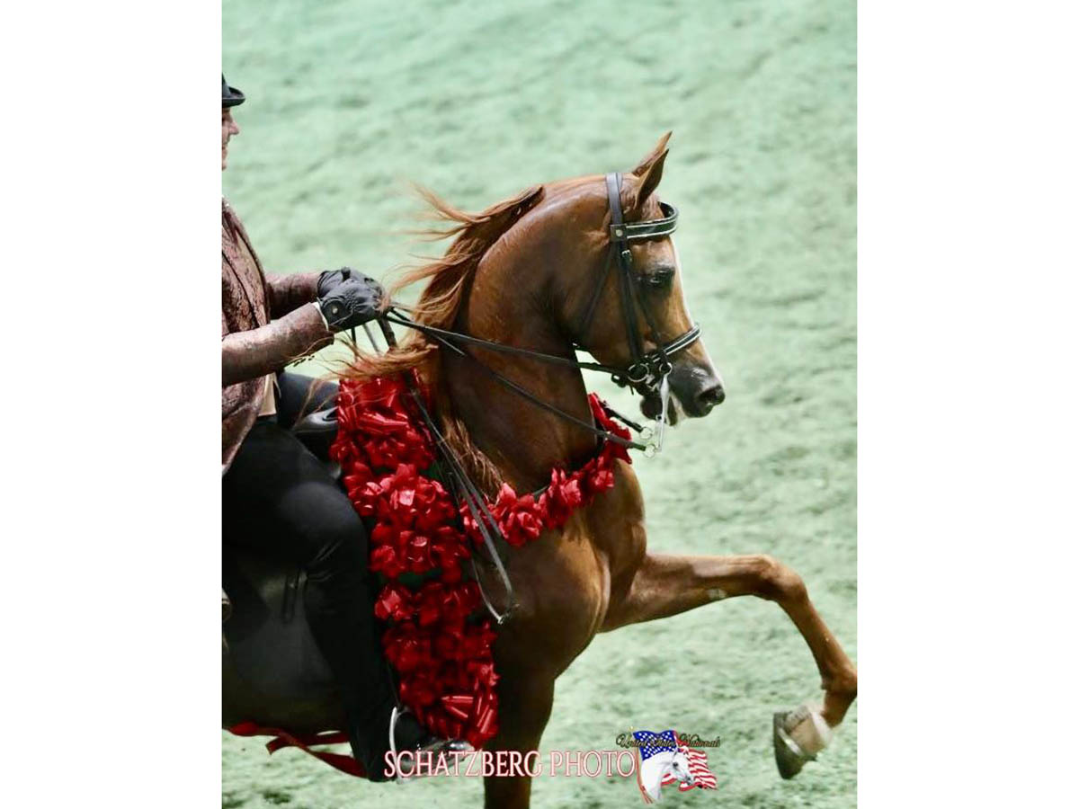 SR Prestigious - 2025 US National Champion