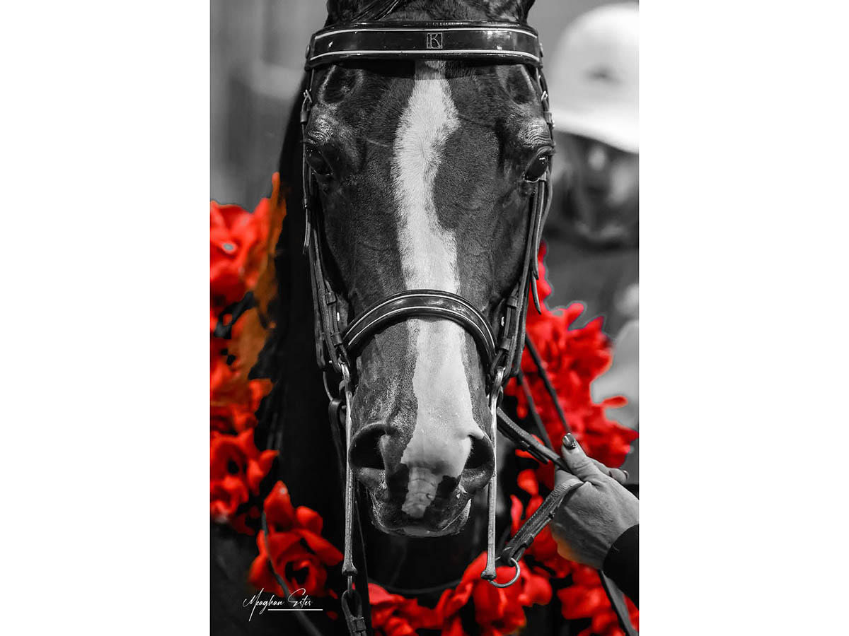 SR Prestigious - 2025 US National Champion